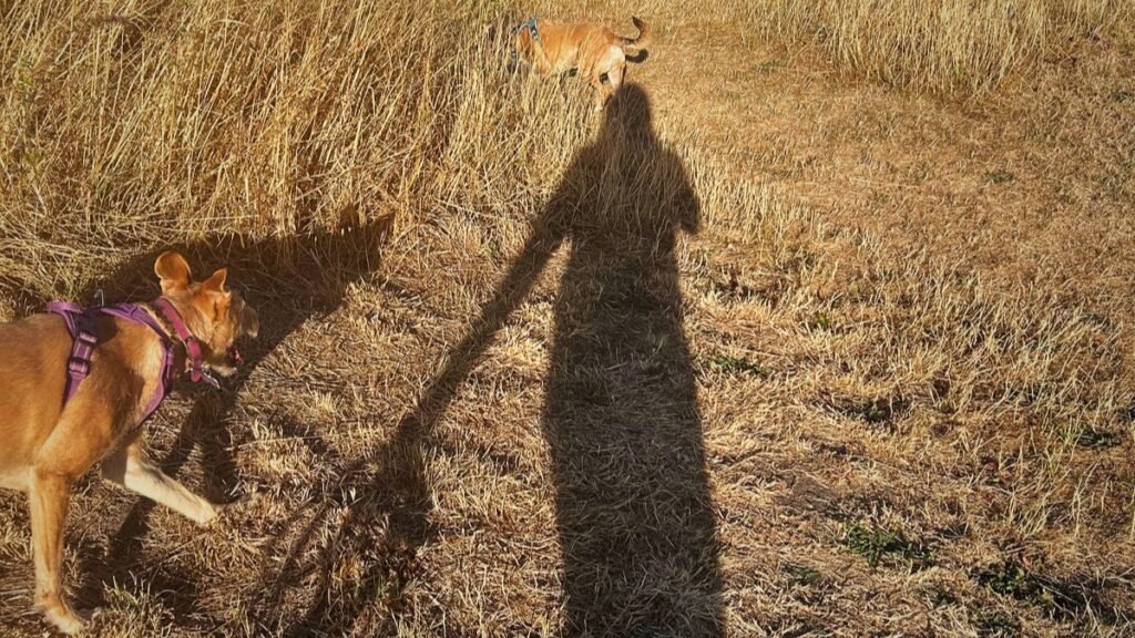 a dog entering from the left towards another dog in the distance shadow of woman in centre