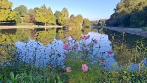 Blog image Wild flowers in foreground with reflections of the trees and sky in a lake stretching out into the distance